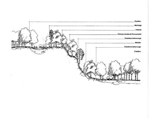 La distribution de la végétation sur le mont Royal est liée au relief, à la nature du sol, à la présence d’eau et à l’ensoleillement. On y distingue plusieurs communautés végétales. Cette grande diversité sert d’habitat à une foule d’espèces animales.