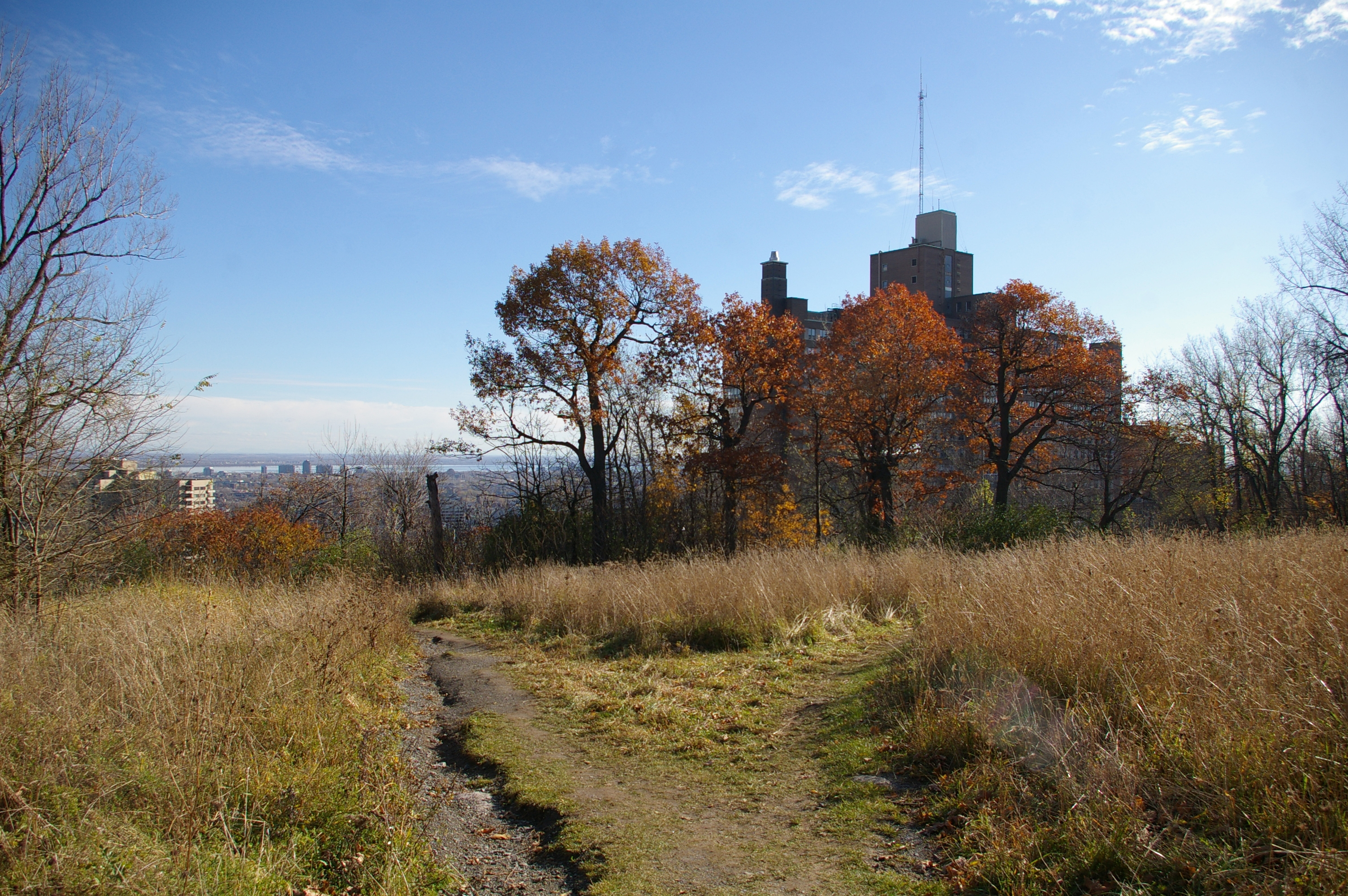 Prairie dans le parc du Mont-Royal bordant l’avenue Cedar.
