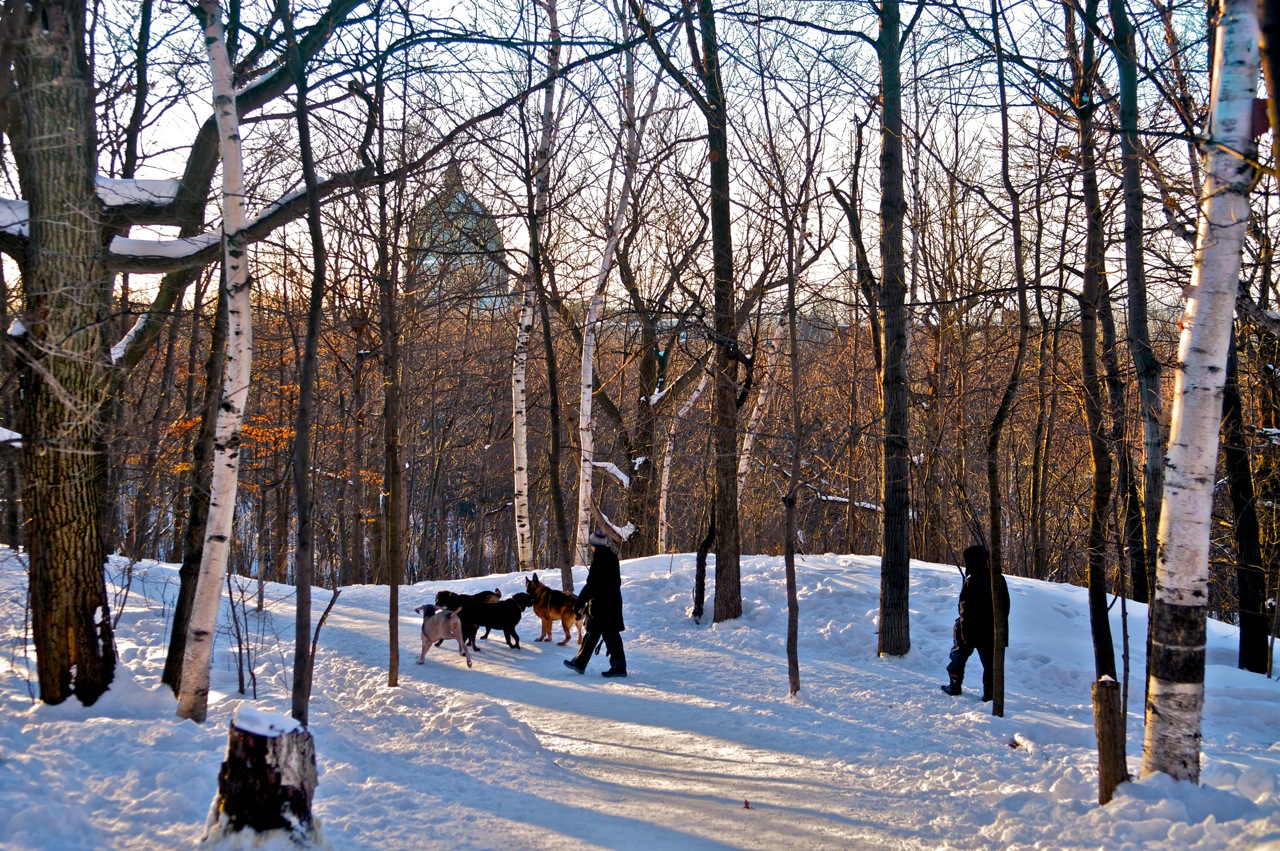 Parc Summit, Westmount. Photographie.