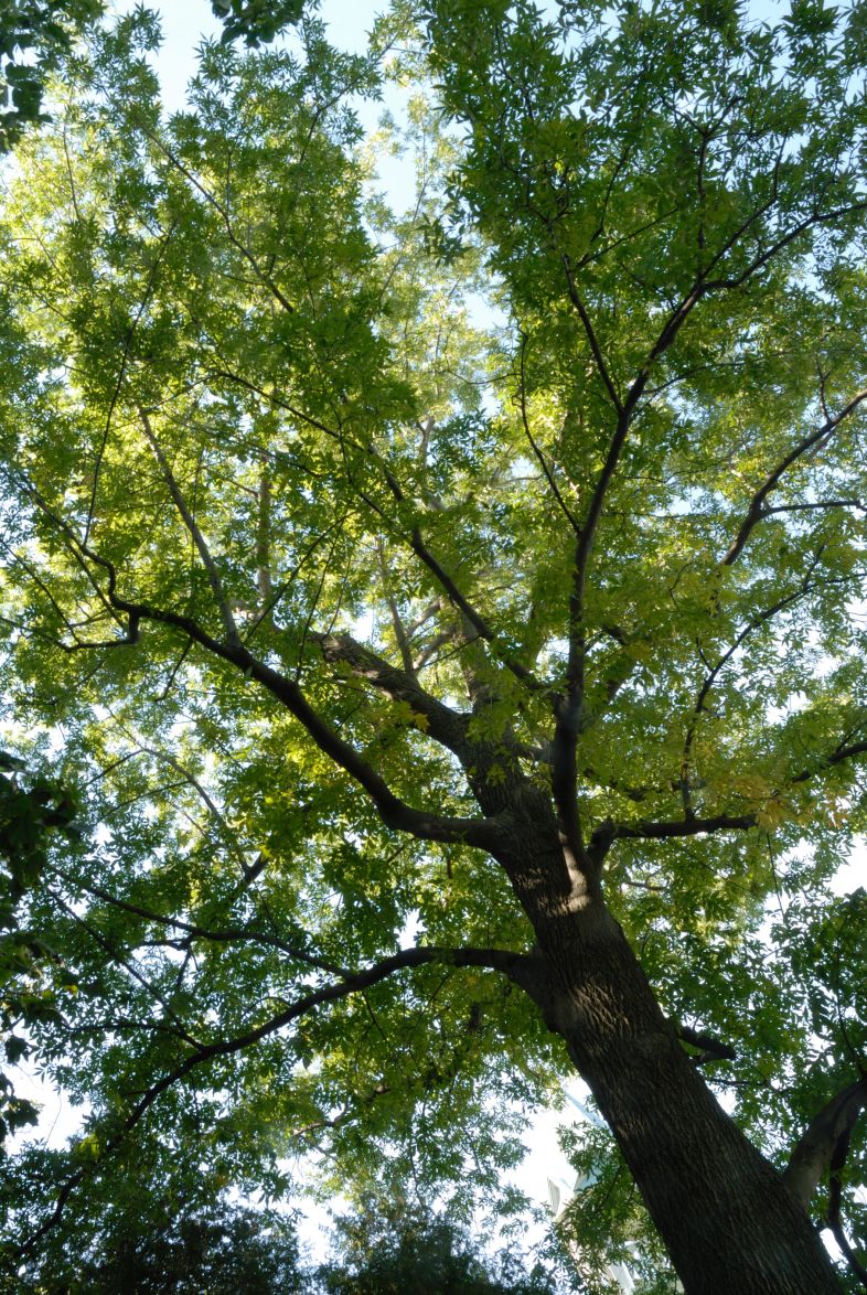 Vue générale de la cime de l’arbre. Caryer cordiforme. L’Oratoire Saint-Joseph du Mont-Royal, chapelle du frère André.