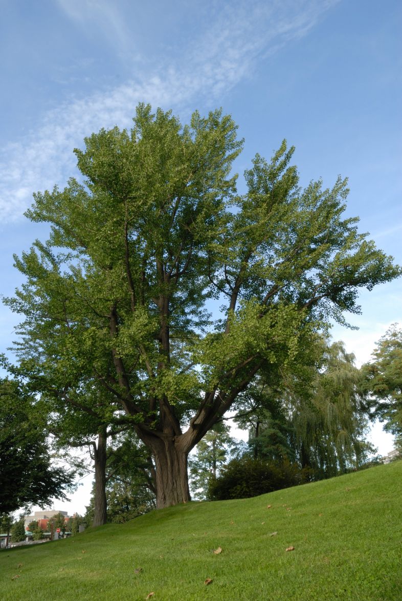 Vue générale de l’arbre. Ginkgo bilobé. L’Oratoire Saint-Joseph du Mont-Royal.
