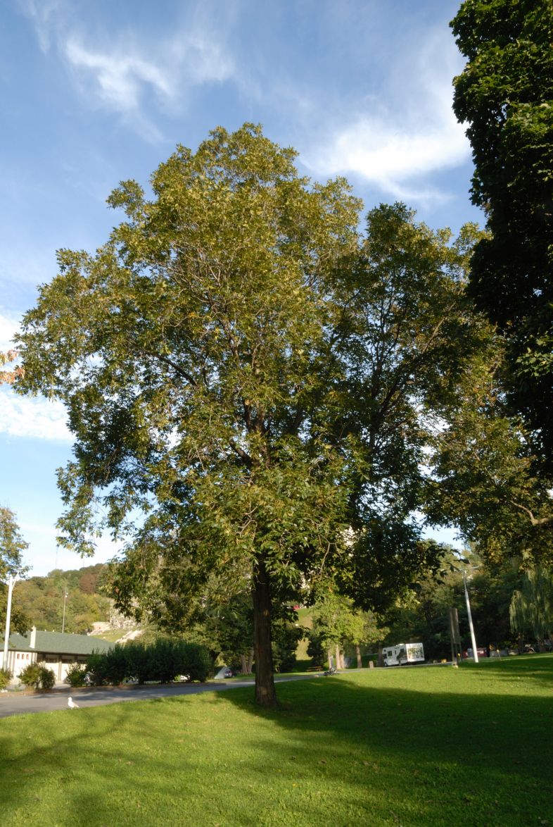 Vue générale de l’arbre. Caryer lacinié. Oratoire Saint-Joseph-du-Mont--Royal.