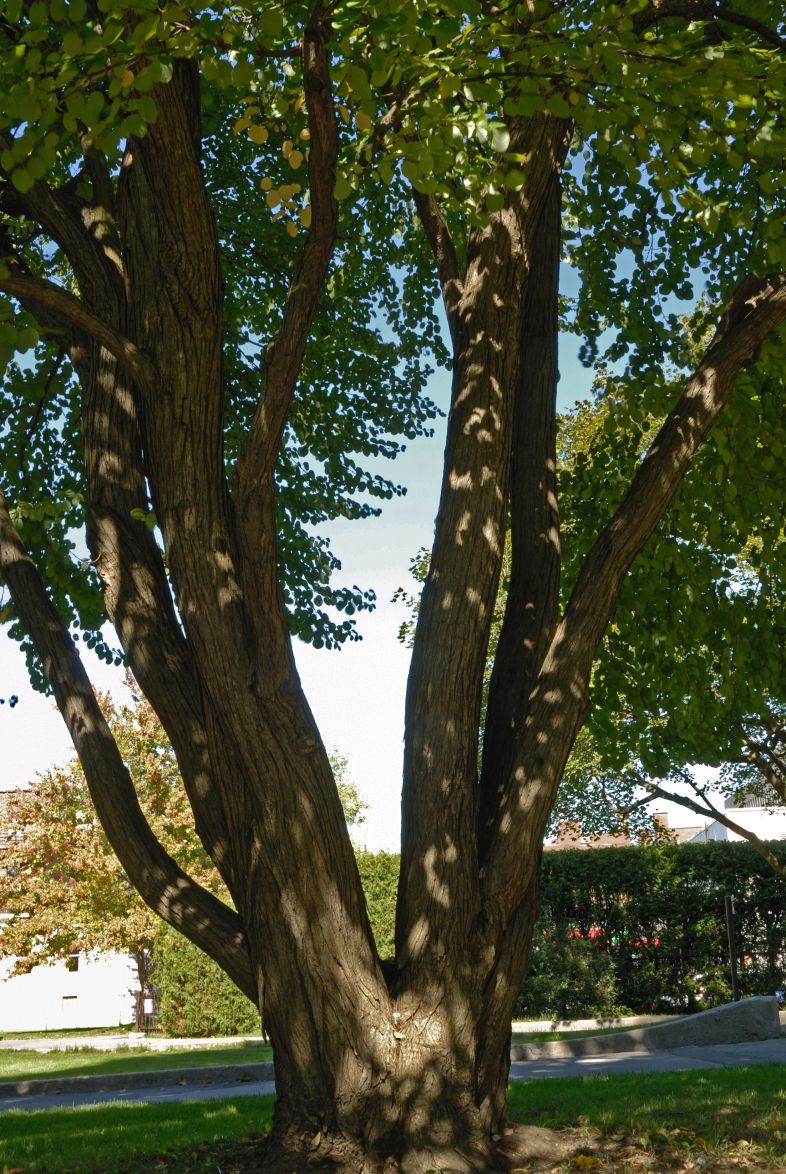 Vue générale des troncs. Arbre de Katsura. Collège Notre-Dame.