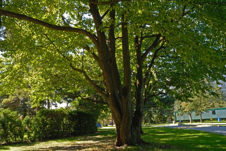 Vue générale de la section inférieure de l’arbre. Arbre de Katsura. Collège Notre-Dame.