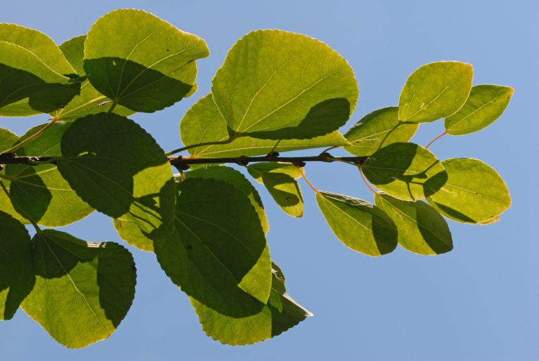 Vue des feuilles. Arbre de Katsura. Collège Notre-Dame.