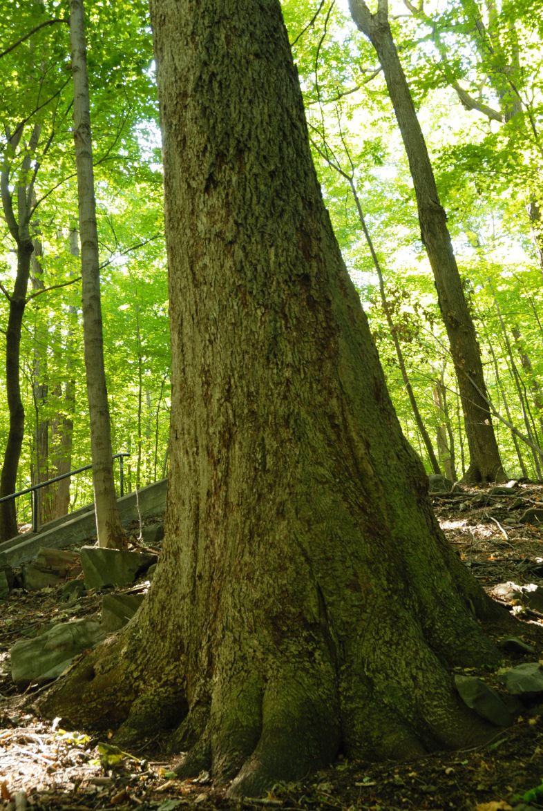 Vue du tronc. Caryer cordiforme. Parc du Mont-Royal.