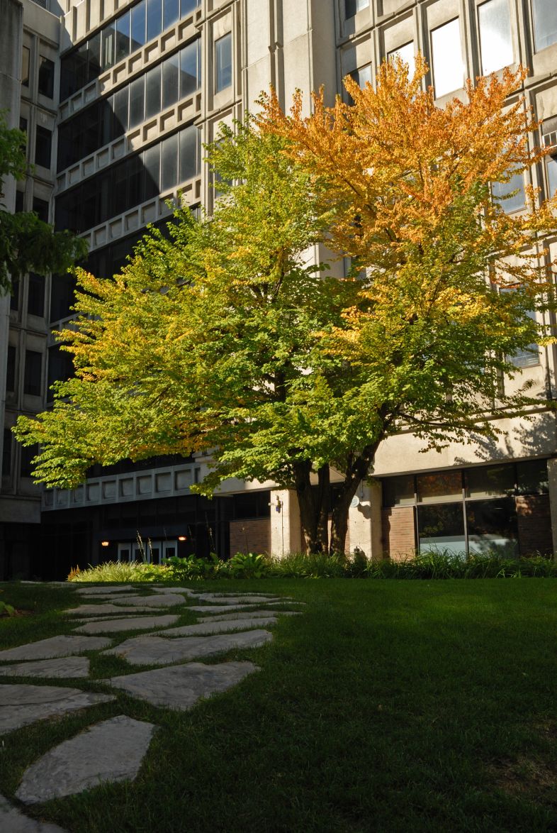 Vue générale de l’arbre. Arbre de Katsura. Université McGill.
