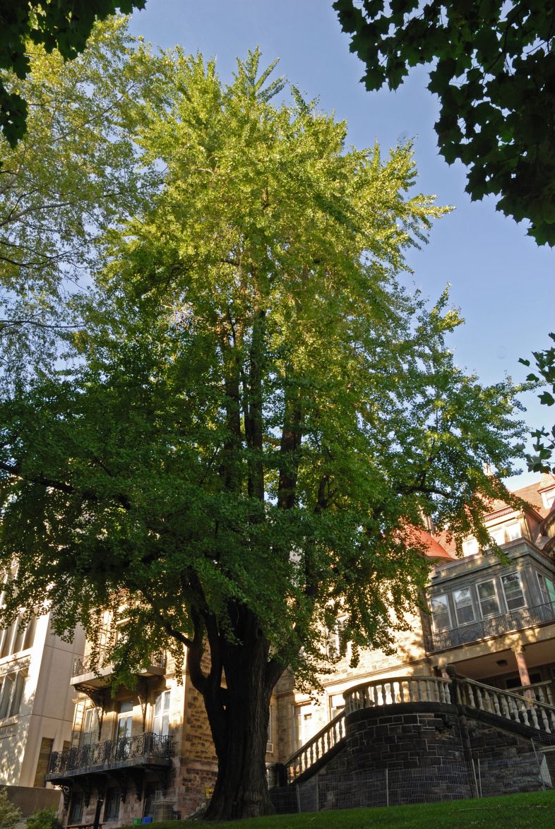 Vue générale de l’arbre. Arbre aux quarante écus. Université McGill.