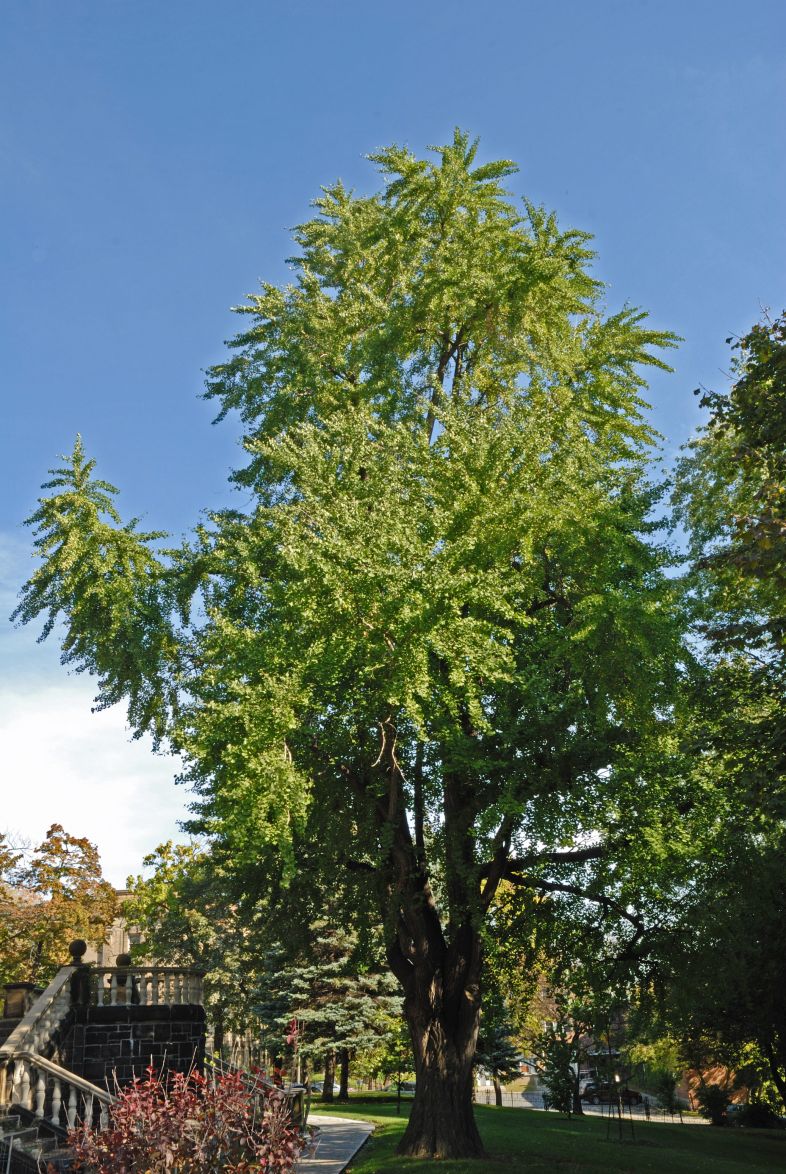 Vue générale de l’arbre. Arbre aux quarante écus. Université McGill.