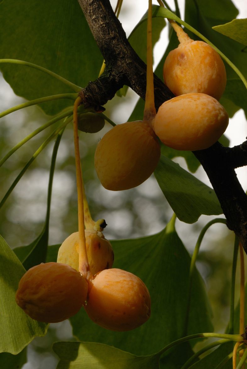 Fruits du gingko bilobé. Arbre aux quarante écus. Université McGill.