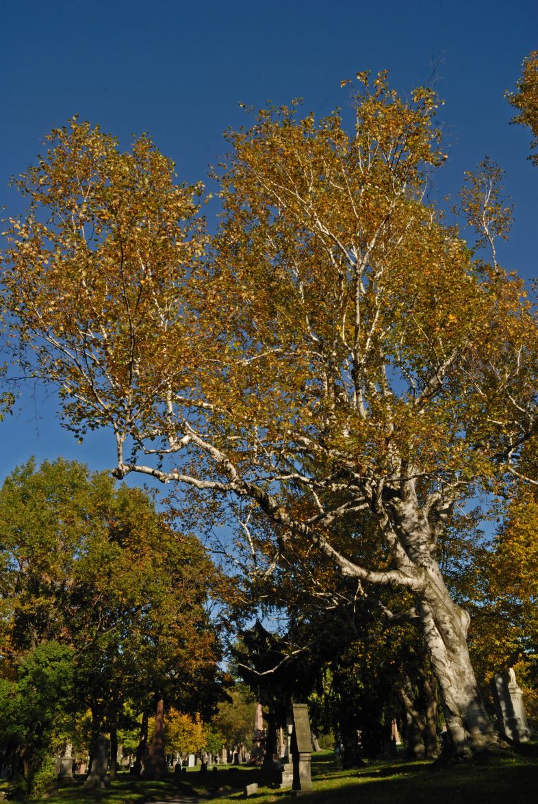 Vue générale de l’arbre. Bouleau à papier. Cimetière Mont-Royal.