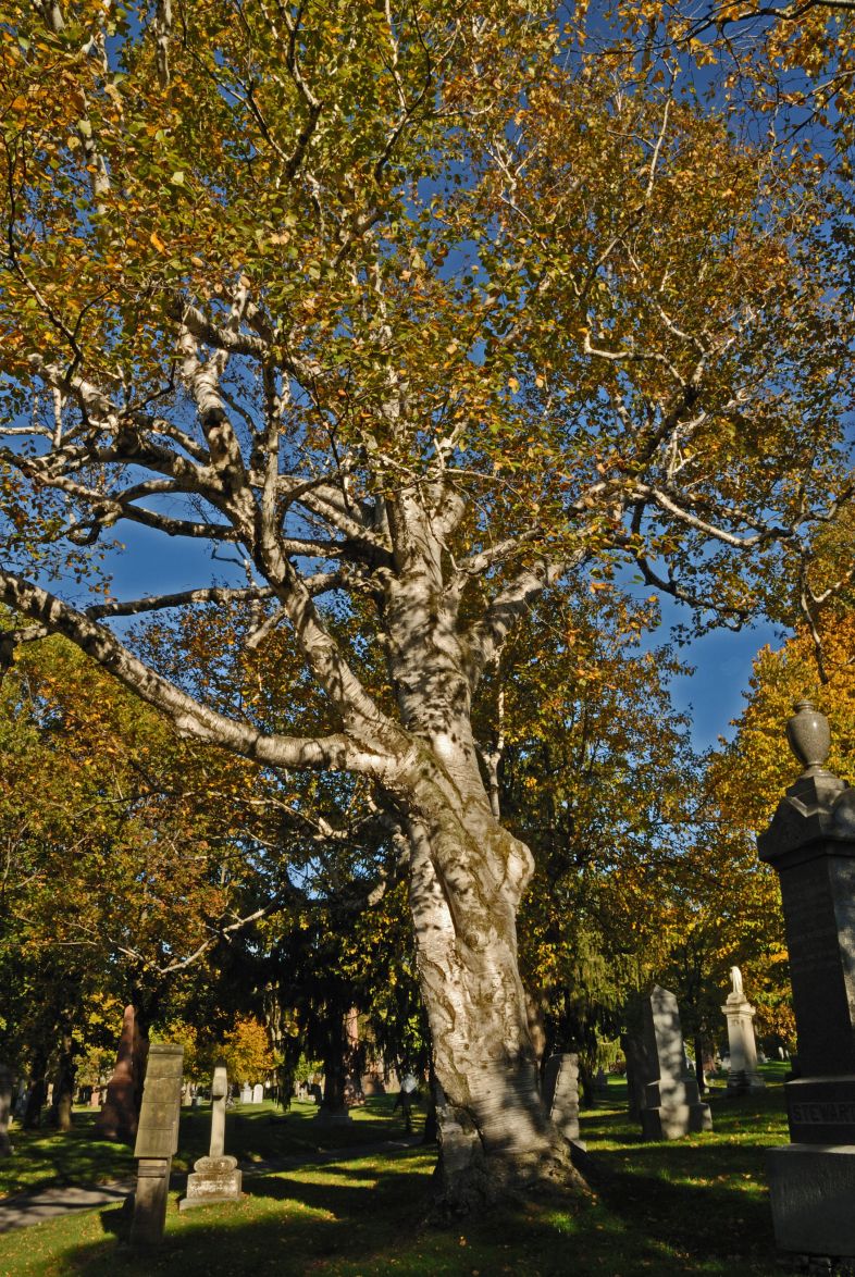 Vue générale de l’arbre. Bouleau à papier. Cimetière Mont-Royal.