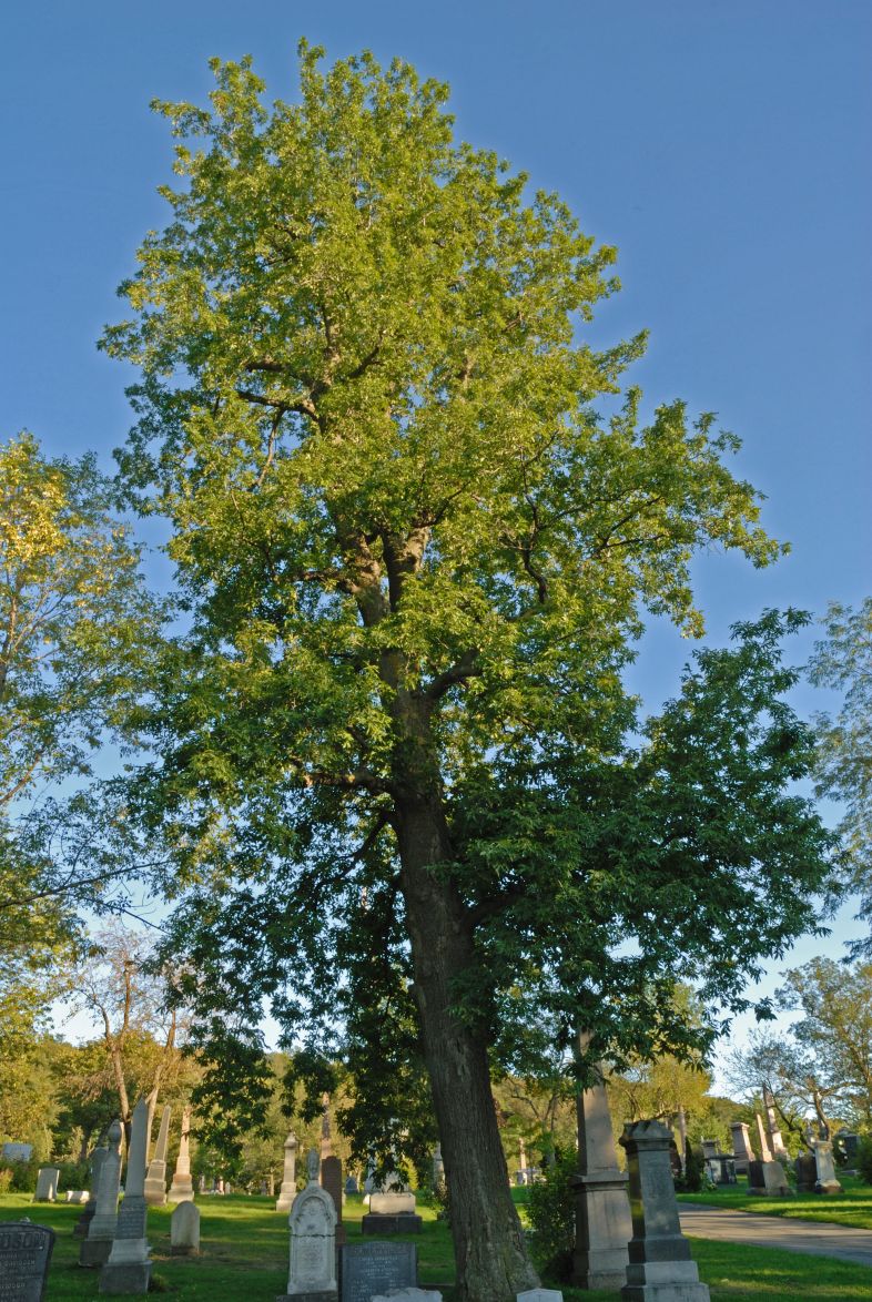 Vue générale de l’arbre. Caryer cordiforme. Cimetière Mont-Royal.