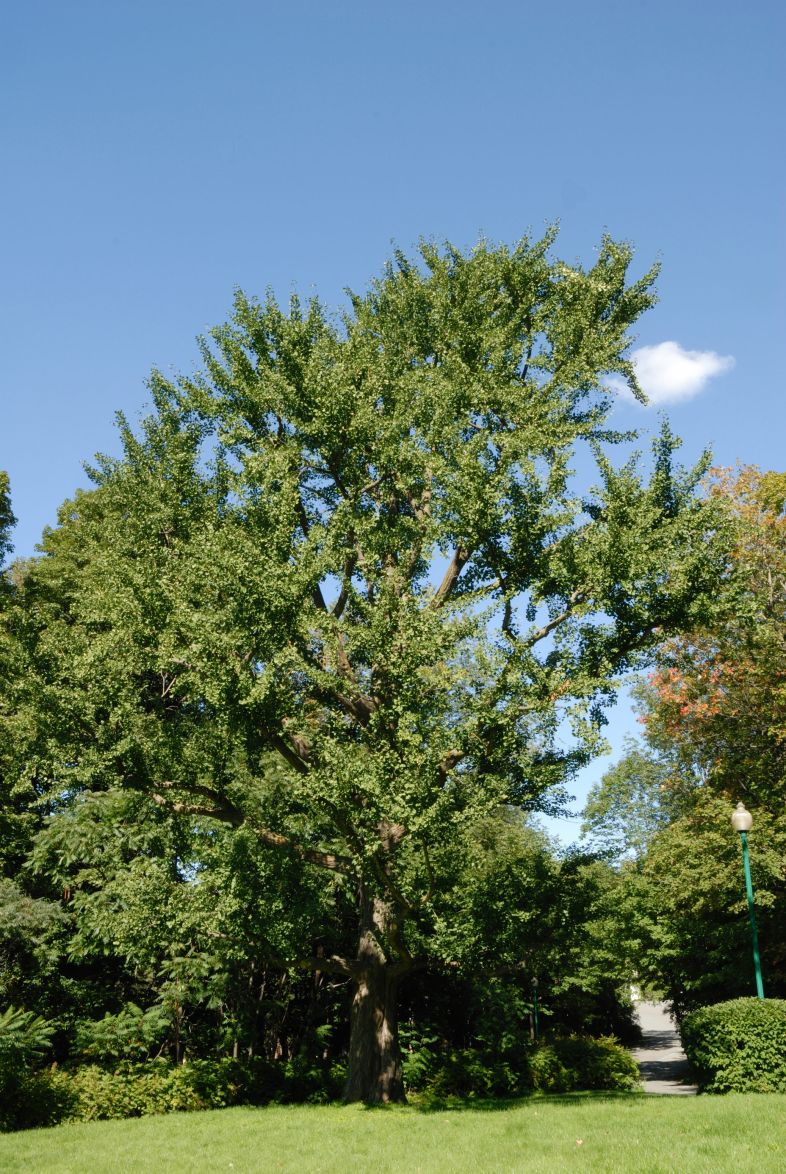 Vue générale de l’arbre. Arbre aux quarante écus. Cimetière Mont-Royal.