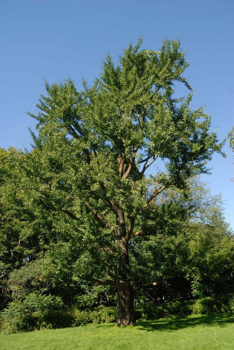Vue générale de l’arbre. Arbre aux quarante écus. Cimetière Mont-Royal.