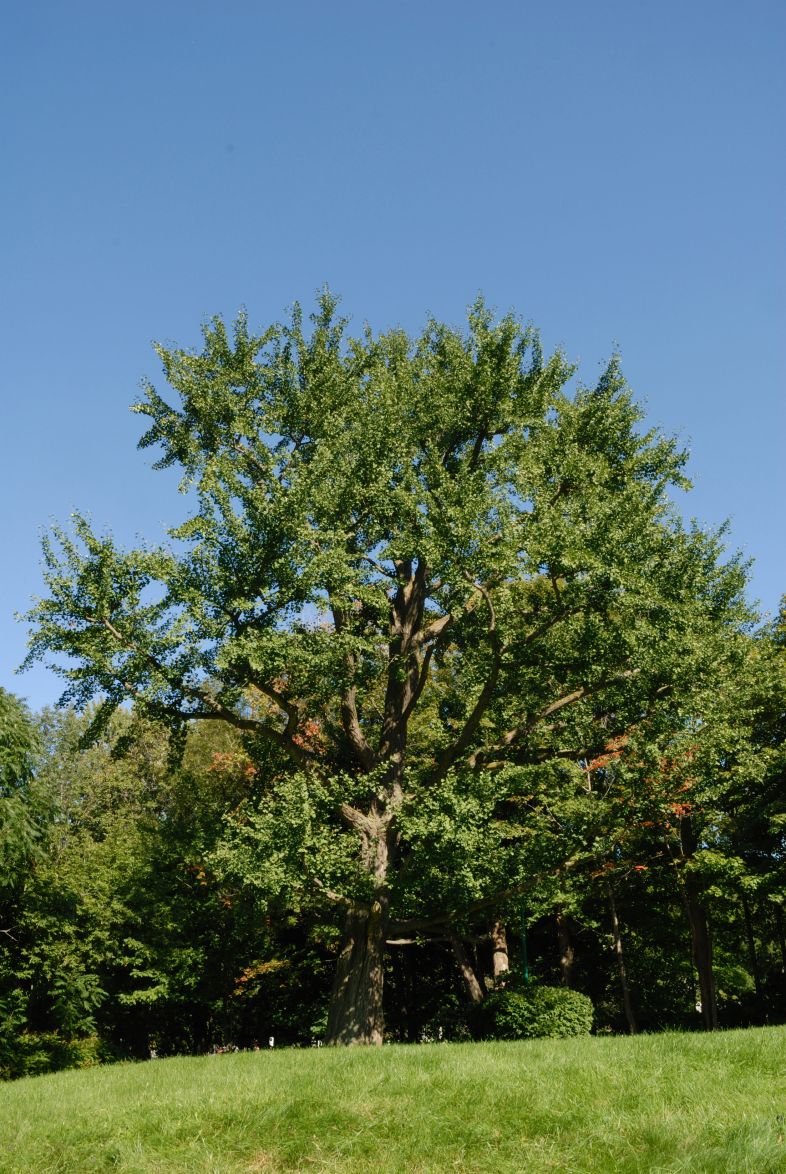 Vue générale de l’arbre. Arbre aux quarante écus. Cimetière Mont-Royal.