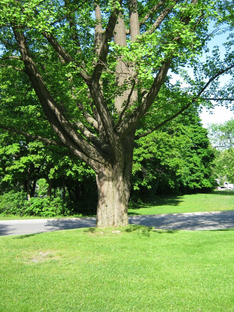 Vue de la section inférieure de l’arbre. Ginkgo bilobé. L’Oratoire Saint-Joseph du Mont-Royal.