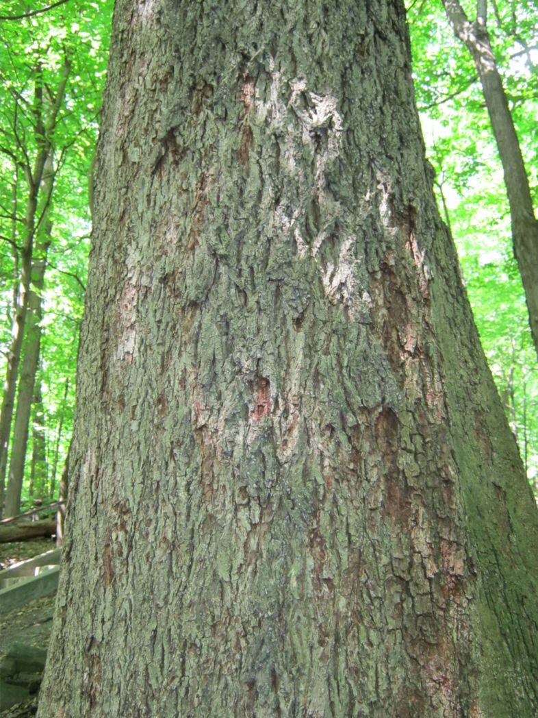 Vue de l'écorce. Caryer cordiforme. Parc du Mont-Royal.