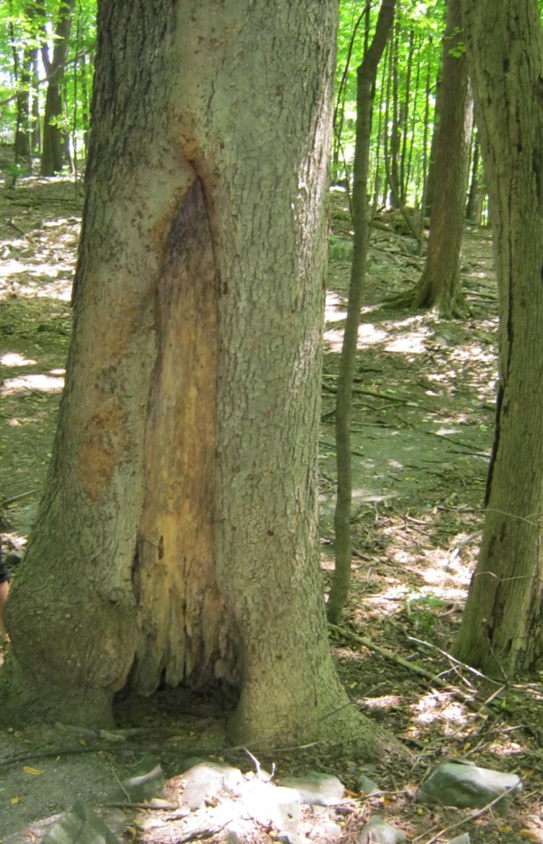 Cavité à la base du tronc. Caryer cordiforme. Parc du Mont-Royal.