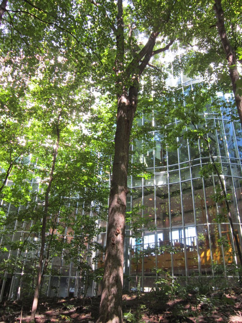 Vue générale de l’arbre et son reflet dans la structure de verre de l’édifice. Caryer cordiforme. Hautes études commerciales.