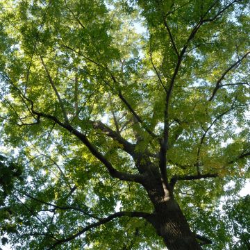 Vue générale de la cime de l’arbre. Caryer cordiforme. L’Oratoire Saint-Joseph du Mont-Royal, chapelle du frère André.
