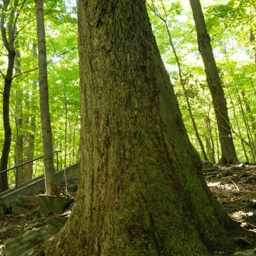 Vue du tronc. Caryer cordiforme. Parc du Mont-Royal.
