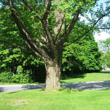 Vue de la section inférieure de l’arbre. Ginkgo bilobé. L’Oratoire Saint-Joseph du Mont-Royal.